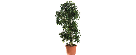 Matériel Décoration Événementielle Ficus Benjamina
