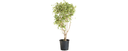 Matériel Décoration Événementielle Ficus Benjamina Panaché