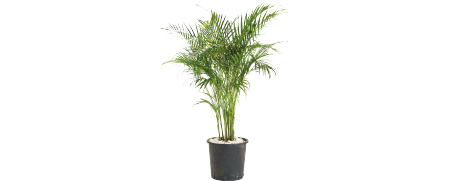 Matériel Décoration Événementielle Palmier Areca