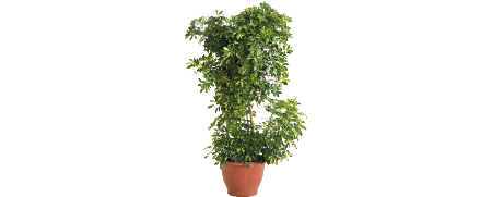 Matériel Décoration Événementielle Schefflera