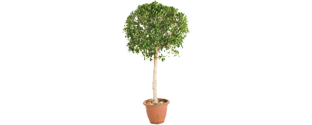 Matériel Décoration Événementielle Ficus Rétusa